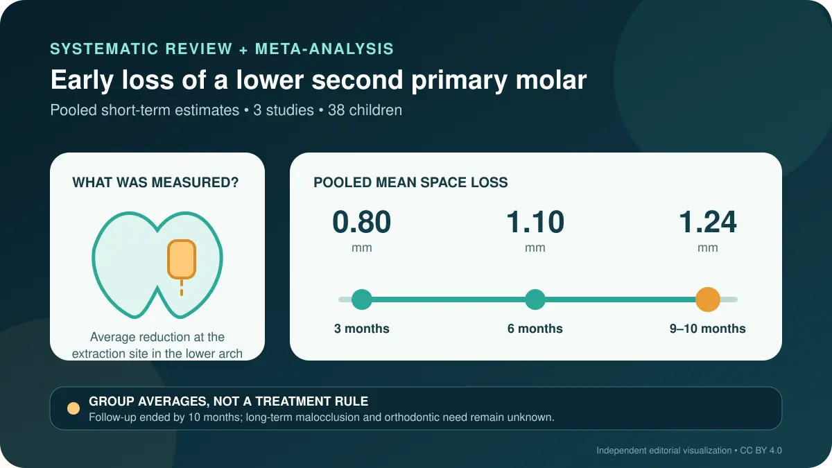 Alt ikinci süt azısının erken kaybından sonraki yer azalması meta-analizinin bağımsız infografiği; 38 çocukta ortalama kayıp üçüncü ayda 0,80 mm, altıncı ayda 1,10 mm ve 9–10 ayda 1,24 mm
